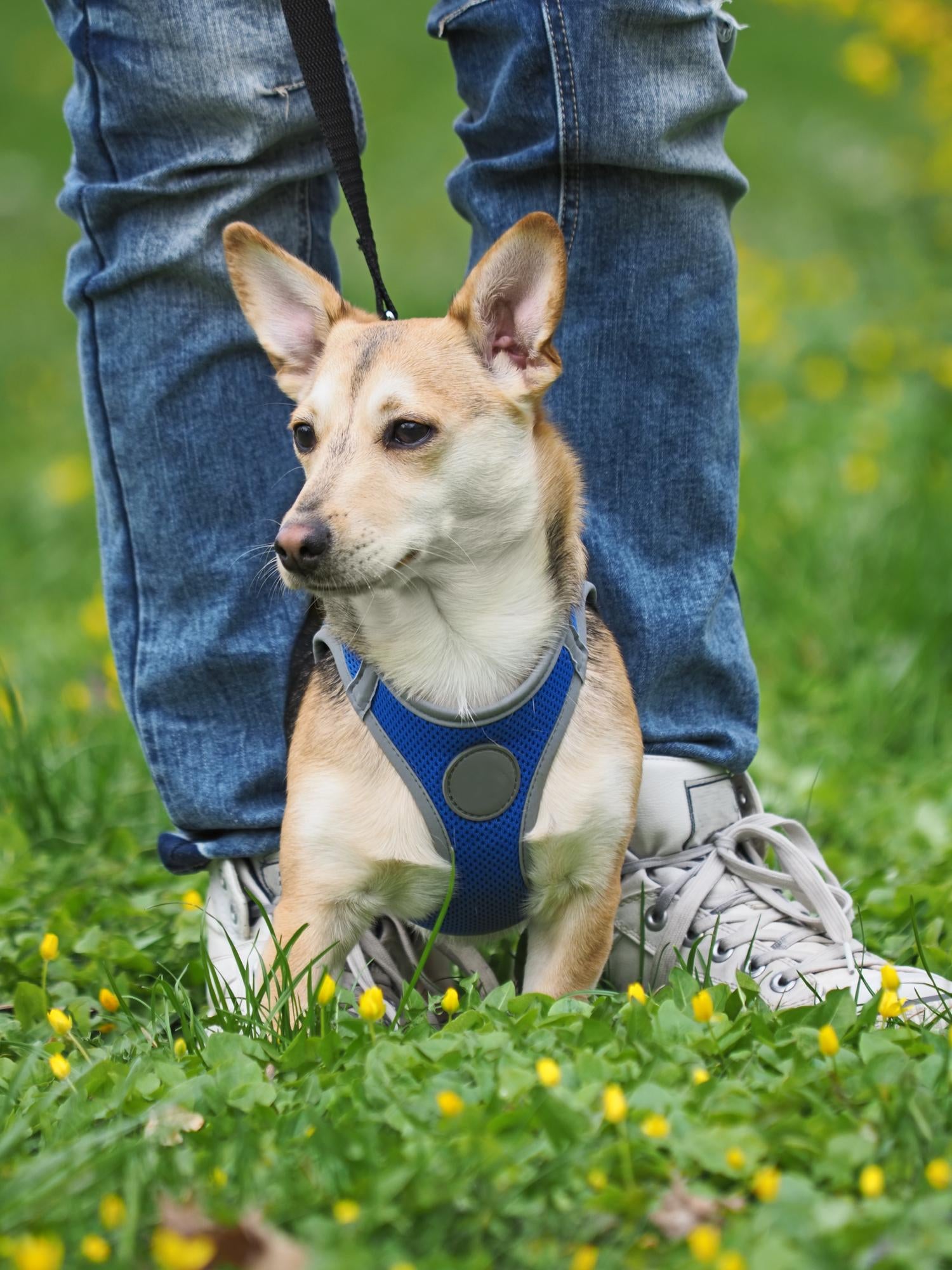 LEASHES & COLLARS